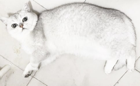 小貓咪找回來了作文