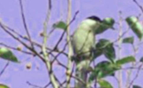 ����һֻС�B����