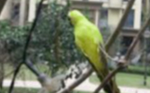 С�B(ni��o)����