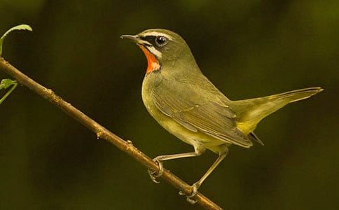 ������g(sh��)С�B(ni��o)���û��(d��ng)�̰�