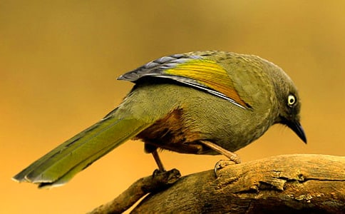 �а�С�B�Ҽҽ̰� 