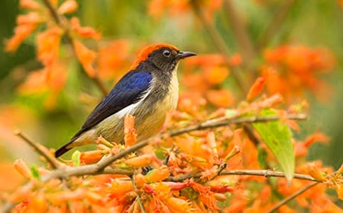 大樹和小鳥作文250字(精選20篇)