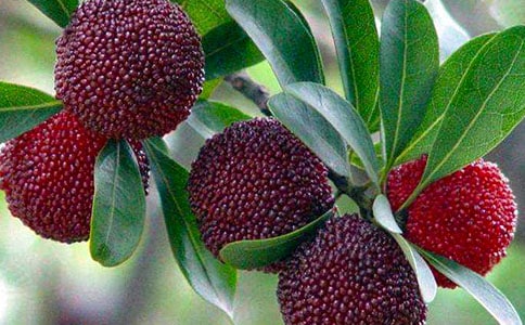 ����÷������