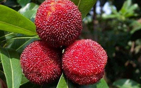 (通用)摘楊梅作文