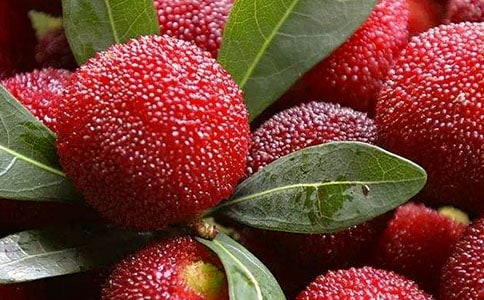 有關(guān)楊梅樹種植技術(shù)介紹