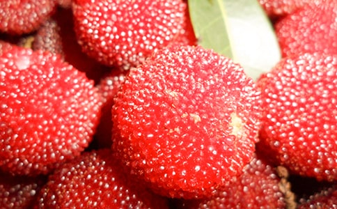 關(guān)于楊梅作文