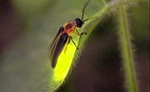 關(guān)于螢火蟲的作文(推薦)