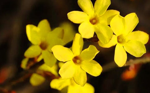 《迎春花》美術教案(11篇)