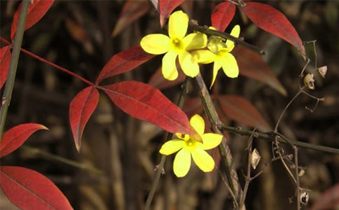 關(guān)于迎春花作文