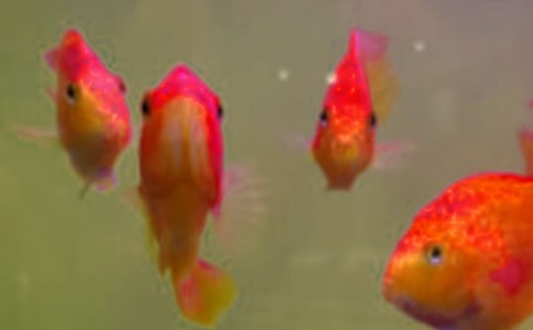 魚苗魚種運(yùn)輸技術(shù)要求