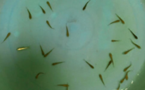 小小魚(yú)苗學(xué)問(wèn)多作文