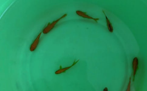 最新魚苗購銷合同范本