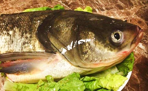 媽媽愛吃魚頭作文