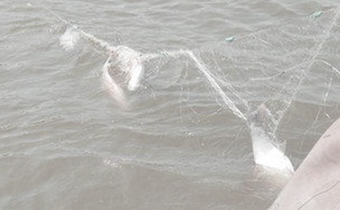 小班《漁網(wǎng)》美術(shù)教案