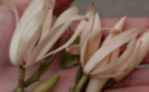 關(guān)于描寫玉蘭花的作文通用