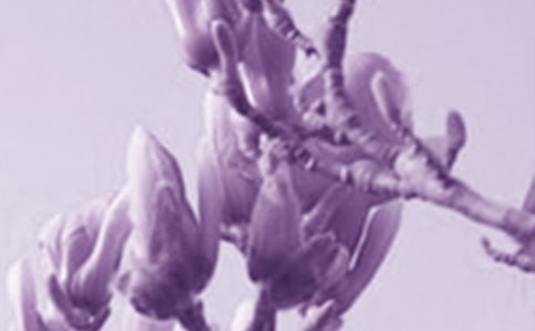 玉蘭花兒開優(yōu)美散文