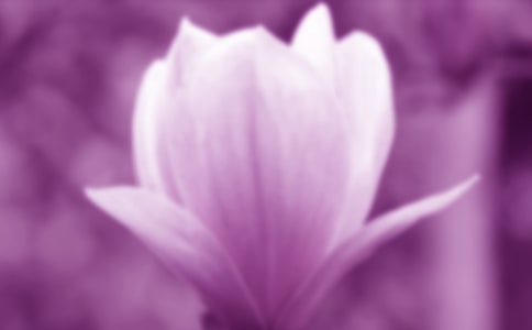 描寫玉蘭花的作文素材