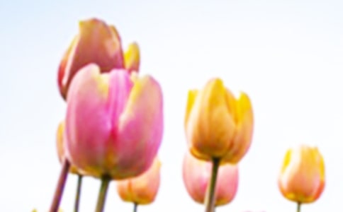 ��ɫ���������ʲô��ɫ�����㻨�Z(y��)