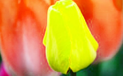 ���������㻨���ľ���