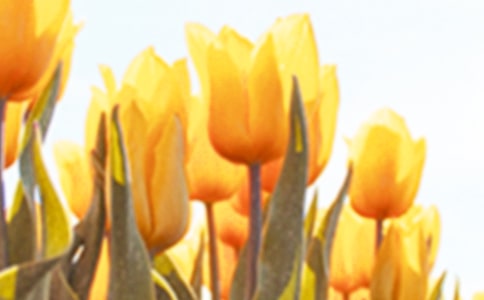 ������ɢ��