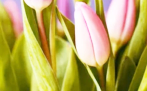 ��������B(y��ng)ֳ����_������Nֲע�����