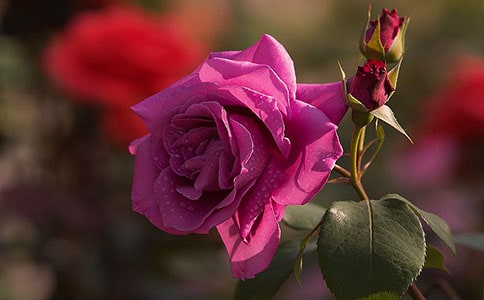 ���I�����¼���Ʒ�N�Æ���