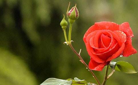 關于月季的作文