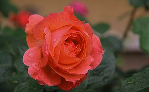 地被月季_小學(xué)作文