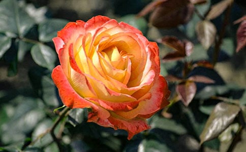 關(guān)于月季花的作文(15篇)