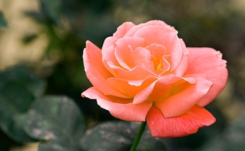 關(guān)于描寫月季花的作文(精選10篇)