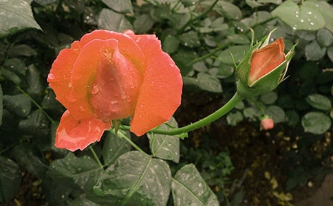 關(guān)于月季花的作文(精選39篇)