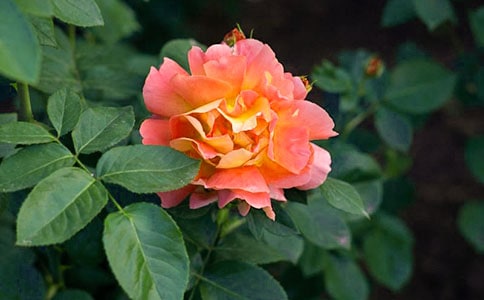 ���x�����¼����ľ��Ӽ��\43��