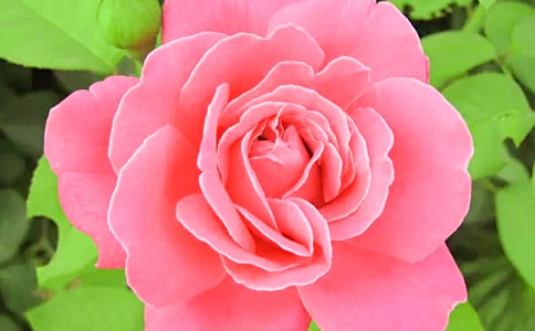 天津月季花節(jié)的由來作文