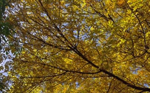 �����簲���Z�����x160�䣩