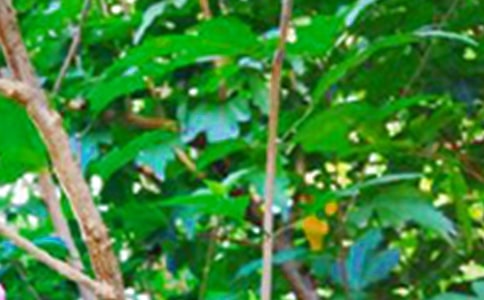 ���������簲���Z(y��)��ͨ��185�䣩