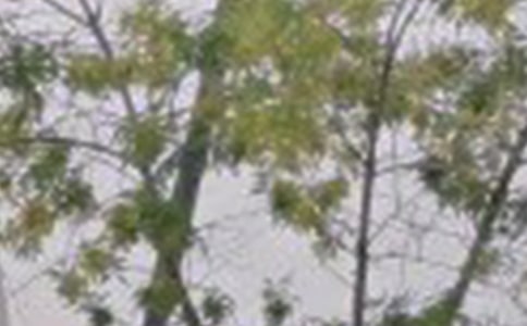 簡短唯美早安寄語110句