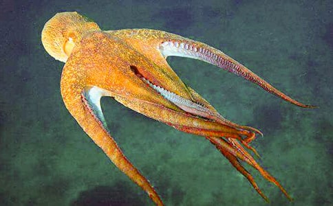 小學生作文:章魚的故事(精選22篇)