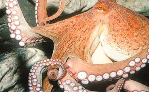 《章魚》小班教案