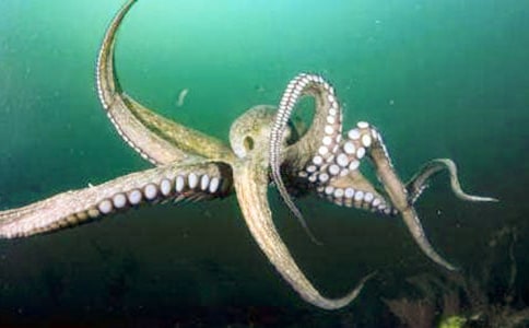 ɏź�t�����~�i�P��������