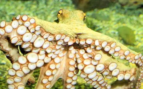 ���~(y��)��ʧ֮�i����