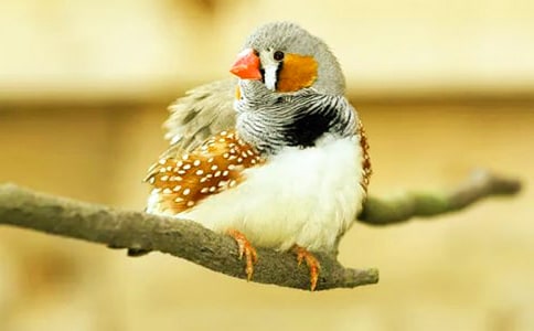 �����B��(y��u)��̰��O(sh��)Ӌ(j��)