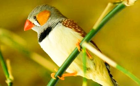 可愛的珍珠鳥作文