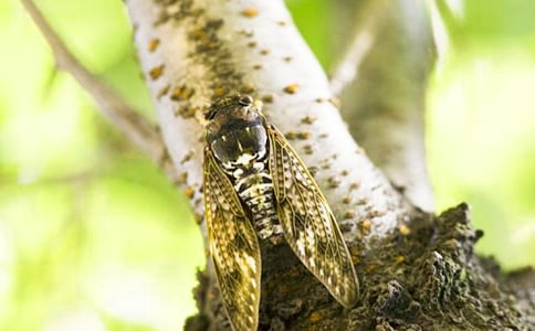 �������֪�ˡ�С���ӽ̰�