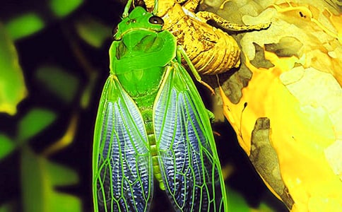 知了的夏天作文