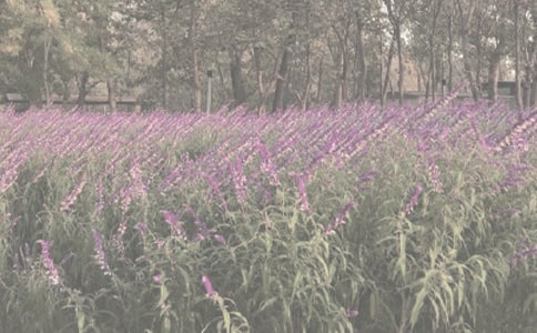 �����ı���ֲ��@����