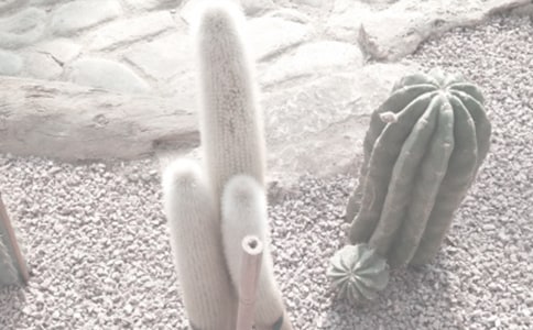 植物園參觀日記9篇