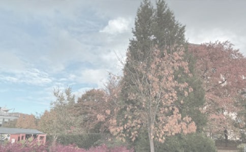 �P��ֲ��@��ӛ���ļ��Ͼ�ƪ