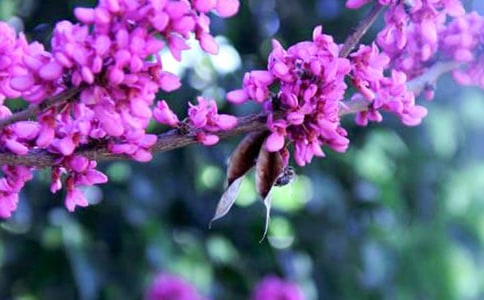 紫荊花開(kāi)作文