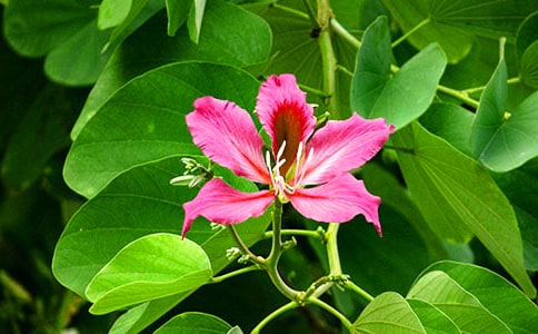 (精品)紫荊花的作文24篇