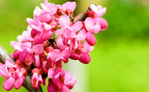 【精華】紫荊花作文500字4篇